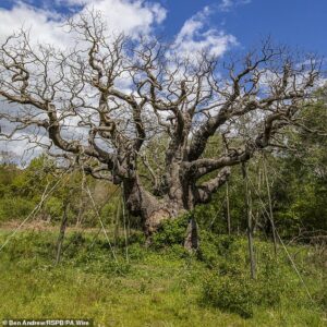 Has Robin Hood’s 1,000-year-old Major Oak died? Ancient tree that sheltered heroic outlaw’s merry men is leafless
