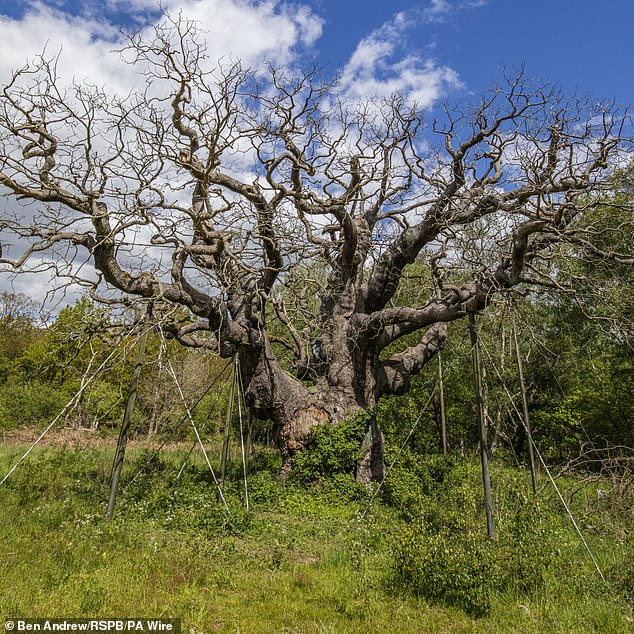 Has Robin Hood’s 1,000-year-old Major Oak died? Ancient tree that sheltered heroic outlaw’s merry men is leafless