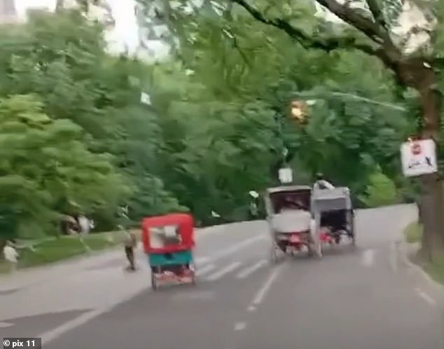 Teenage tourist killed after carriage horse bolts from driver in Central Park as terrifying footage shows moment coach flips