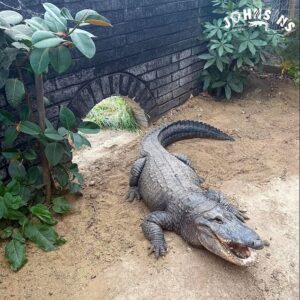 Boy, three, is thrown into crocodile enclosure at Cambridge zoo: Man, 30, ‘not known to him’ arrested on suspicion of attempted murder
