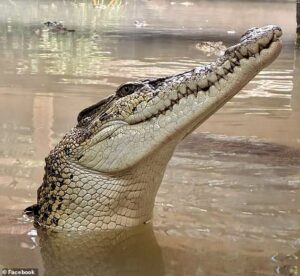 Medical records of crocodile attack victim, three, are accessed by up to 40 members of NHS staff as hospital launches investigation