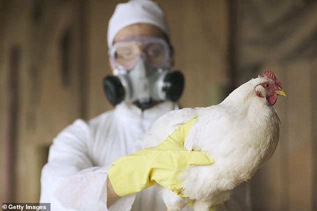 First suspected case of deadly bird flu is detected in Australia