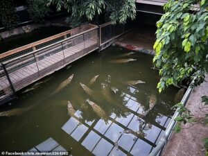 Crocodile ‘attacker’s’ carers were 30-feet behind him and on their phones before he ‘threw three-year-old boy into enclosure’