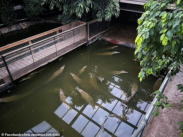 Crocodile ‘attacker’s’ carers were 30-feet behind him and on their phones before he ‘threw three-year-old boy into enclosure’