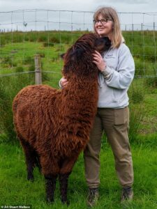 He spits on people. And chases teachers. He could even be the devil in disguise. Yes, Elvis the alpaca isn’t the King of Rock ‘n’ Roll… he’s the King of Strop ‘n’ Drool!
