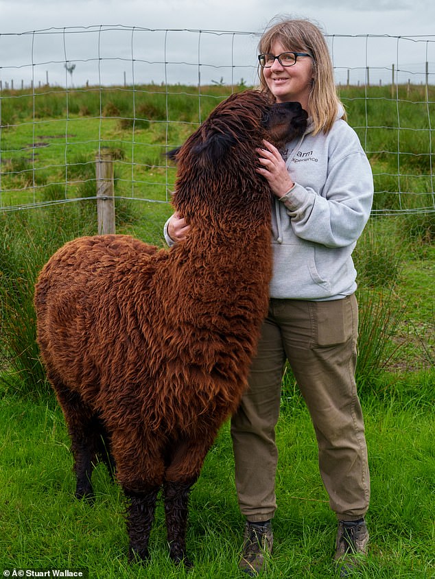 He spits on people. And chases teachers. He could even be the devil in disguise. Yes, Elvis the alpaca isn’t the King of Rock ‘n’ Roll… he’s the King of Strop ‘n’ Drool!