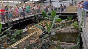 Inside the Cambridgeshire zoo horror: A piercing wail no one will ever forget – and the fearless grandmother who leapt into crocodile pit to haul toddler to safety