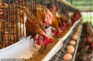 First case of deadly bird flu in Australia is confirmed