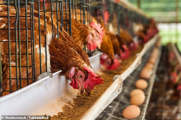 First case of deadly bird flu in Australia is confirmed