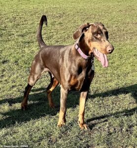 Cathy the Doberman matches UK record after giving birth to massive litter of puppies