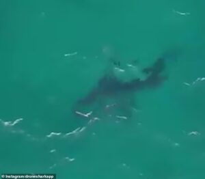 Unsettling moment great white shark is spotted off Bondi Beach just days after young mother Leah Stewart was severely mauled at nearby Coogee