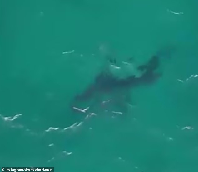 Unsettling moment great white shark is spotted off Bondi Beach just days after young mother Leah Stewart was severely mauled at nearby Coogee