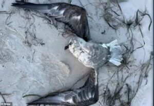Avian flu fears spread to a SECOND state in Australia after two dead birds wash up on shore: ‘Absolutely critical’