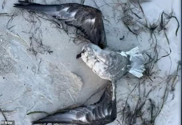 Avian flu fears spread to a SECOND state in Australia after two dead birds wash up on shore: ‘Absolutely critical’