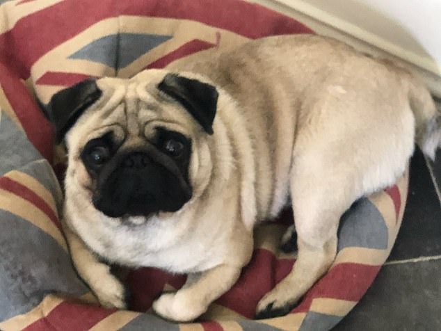 Dog dies in record-breaking heatwave as RSPCA issues warning to pet owners over ‘silent killer’