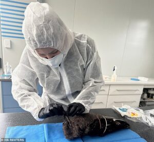 Authorities confirm fears of another suspected case of bird flu in Australia