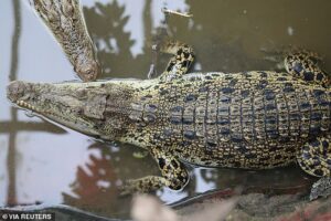 Carers ‘bundled suspect into car and tried to drive away’ from zoo after boy, three, was thrown into crocodile pit