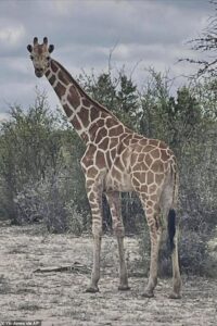 Farcical twist in hunt for 10ft runaway giraffe missing for TWO WEEKS in Texas