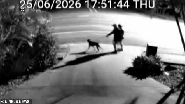 Horror as a couple are savagely attacked by an aggressive mastiff while walking their dog on the Gold Coast