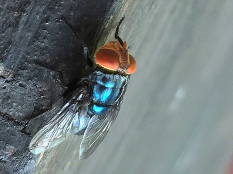 What to know about the New World screwworm fly and its reappearance in the US » Yale Climate Connections
