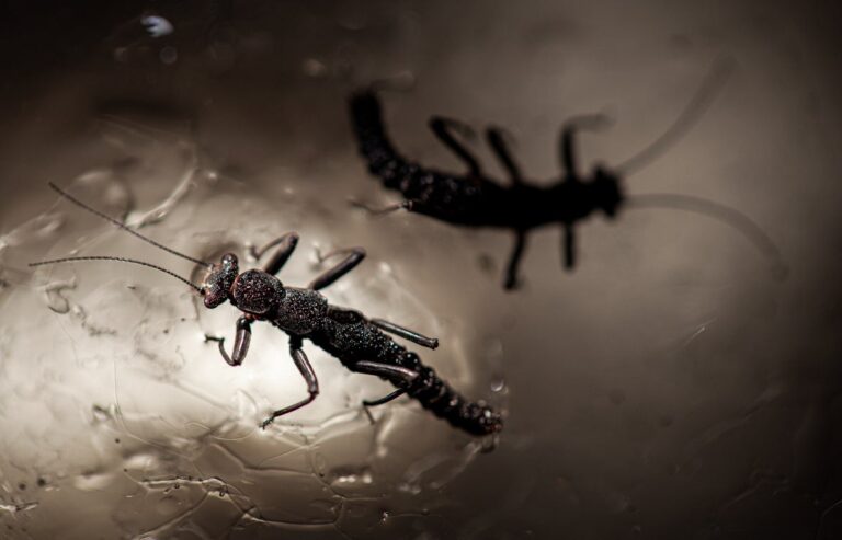 Glaciers are secretly teeming with life
