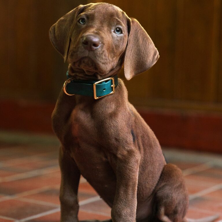 Netflix Releases Live Action Scooby-Doo First Look, Fans React