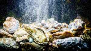 Could future astronauts use oysters as water filters? Here’s why one company thinks so