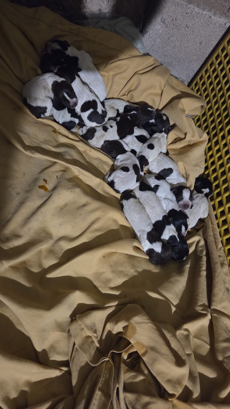 my dog had 16 fucking pups. send help.