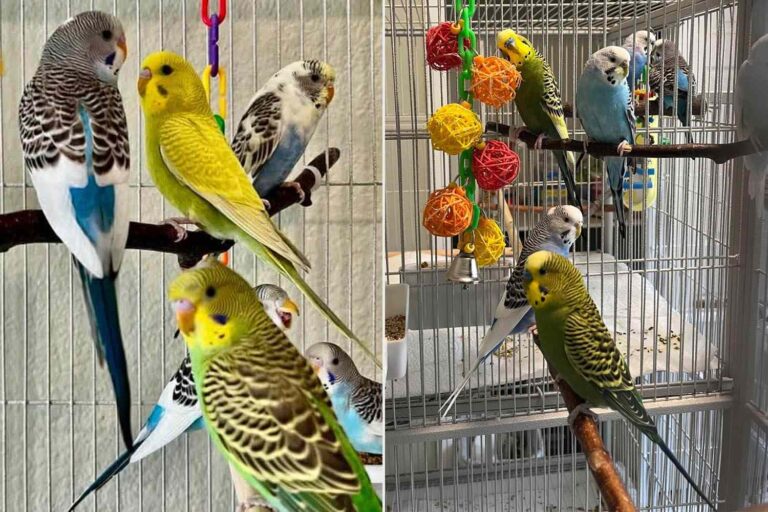 Man Let Parakeets Mate Uncontrollably. An Animal Rescue in Alaska Received Dozens of the Birds Who Now Need New Homes