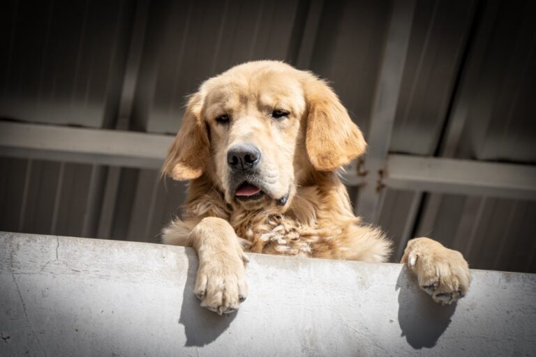 Extreme heat is muddling animals’ brains—and even triggering aggression