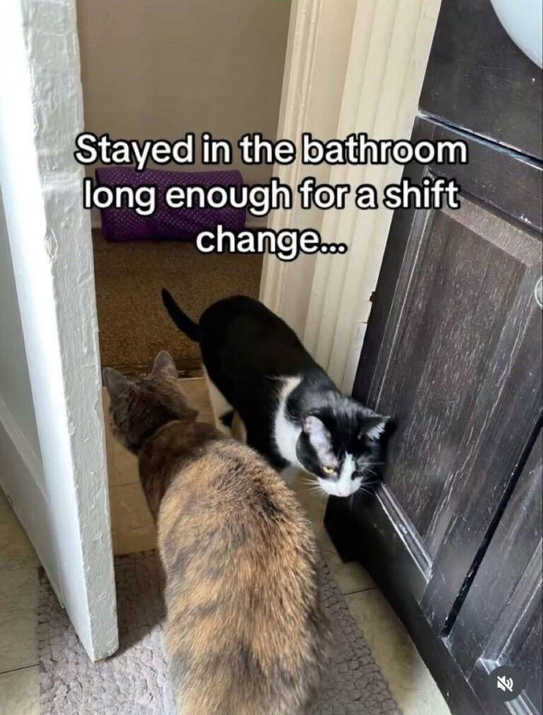 Shit Shift