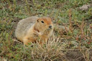 Frozen squirrel scat preserves ancient DNA from hundreds of species
