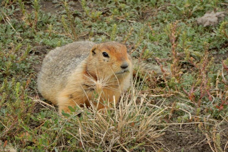 Frozen squirrel scat preserves ancient DNA from hundreds of species