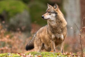 Wolves seen hunting European bison in rare camera-trap recording