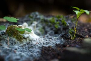 Global map reveals the vast scale of underground fungal networks