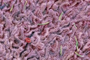 Faecal transplant makes the brains of old mice act young again