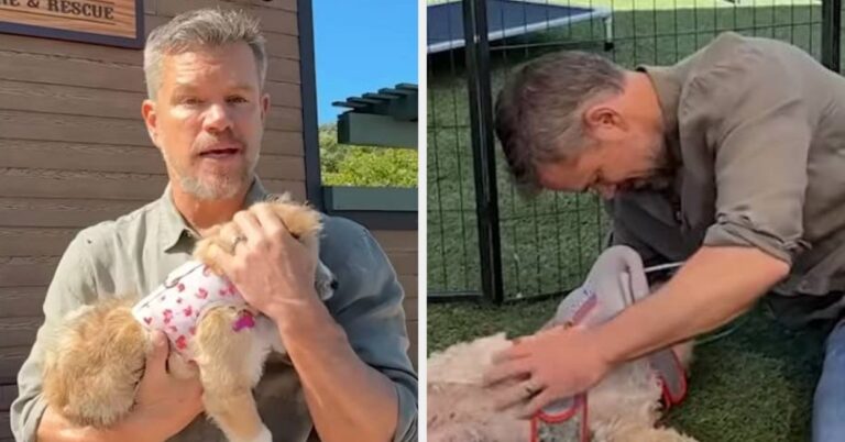 Matt Damon Talks Rescue Dogs