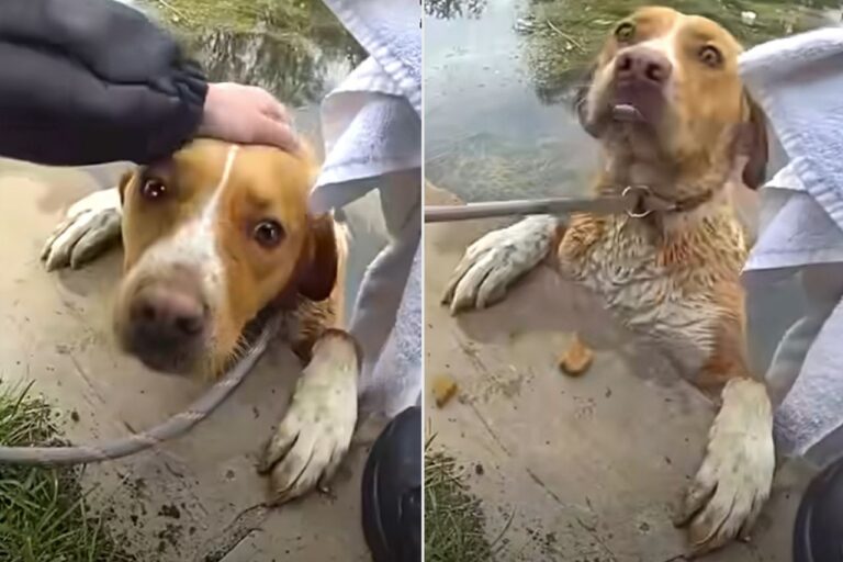 Police Rescue Frightened Dog Trapped in Deep Pond on Golf Course: See the Bodycam Video