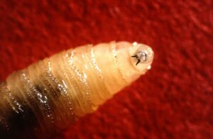 A flesh-eating New World screwworm was just found in a Texas cow—here’s what to know