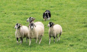 What AI-herding scientists can learn from watching ‘sheepdog YouTube’