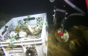 Skagerrak Shipwreck Reveals Pristine 18th-Century Chinese Porcelain Cargo