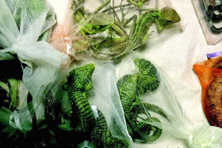 Man Caught Smuggling 60 Reptiles into the U.S. Under His Clothes Is Sentenced to Over 5 Years in Prison