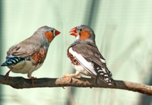 Will humans one day talk to animals? This scientist is bringing us closer