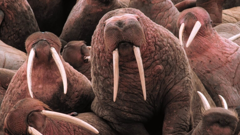 You can help scientists study walruses » Yale Climate Connections