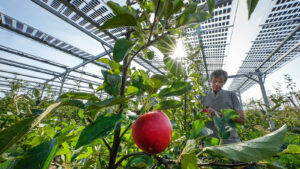 What’s the deal with agrovoltaics? » Yale Climate Connections