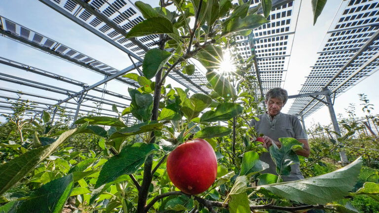What’s the deal with agrovoltaics? » Yale Climate Connections