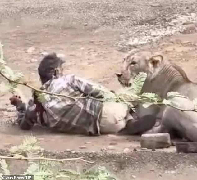 Man is attacked and pinned down by a lioness for 30 minutes… but survives after STROKING it to calm it down