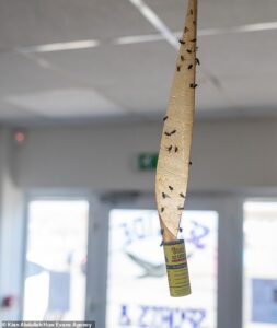 Seaside town plagued by ‘biblical’ plague of flies: Swarms of ‘disgusting’ insects invade homes and businesses in heatwave as residents blame nearby recycling centre