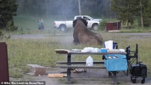 Terrifying moment Grandpa is LAUNCHED eight feet in the air by charging bison at Yellowstone