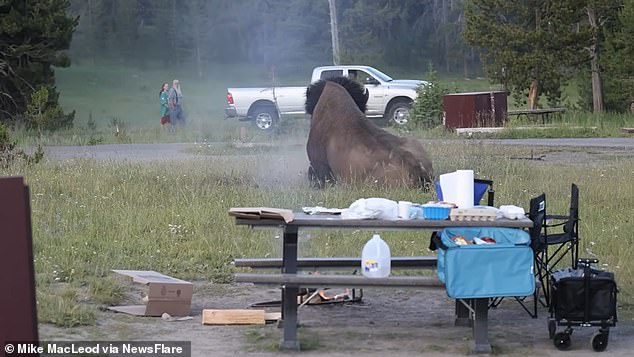 Terrifying moment Grandpa is LAUNCHED eight feet in the air by charging bison at Yellowstone